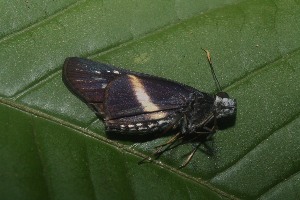  ( - 11-SRNP-23421)  @12 [ ] CreativeCommons - Attribution Non-Commercial Share-Alike (2013) Daniel H. Janzen Guanacaste Dry Forest Conservation Fund