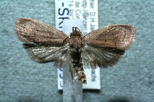  ( - 11-SRNP-76395)  @14 [ ] CreativeCommons - Attribution Non-Commercial Share-Alike (2012) Daniel H. Janzen Guanacaste Dry Forest Conservation Fund