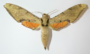  ( - 12-SRNP-20565)  @14 [ ] CreativeCommons - Attribution Non-Commercial Share-Alike (2014) Daniel H. Janzen Guanacaste Dry Forest Conservation Fund