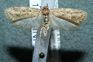  ( - 12-SRNP-253)  @14 [ ] CreativeCommons - Attribution Non-Commercial Share-Alike (2013) Daniel H. Janzen Guanacaste Dry Forest Conservation Fund