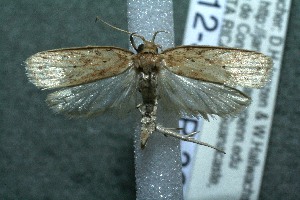  ( - 12-SRNP-363)  @14 [ ] CreativeCommons - Attribution Non-Commercial Share-Alike (2013) Daniel H. Janzen Guanacaste Dry Forest Conservation Fund