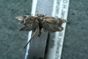  ( - 12-SRNP-41582)  @12 [ ] CreativeCommons - Attribution Non-Commercial Share-Alike (2013) Daniel H. Janzen Guanacaste Dry Forest Conservation Fund