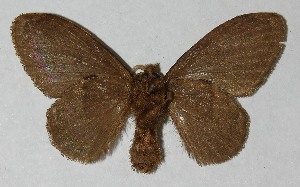  ( - 12-SRNP-65452)  @14 [ ] CreativeCommons - Attribution Non-Commercial Share-Alike (2013) Daniel H. Janzen Guanacaste Dry Forest Conservation Fund