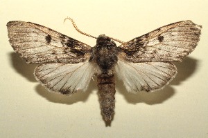  ( - 13-SRNP-101001)  @13 [ ] CreativeCommons - Attribution Non-Commercial Share-Alike (2014) Daniel H. Janzen Guanacaste Dry Forest Conservation Fund