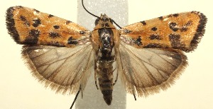  ( - 13-SRNP-101078)  @13 [ ] CreativeCommons - Attribution Non-Commercial Share-Alike (2014) Daniel H. Janzen Guanacaste Dry Forest Conservation Fund