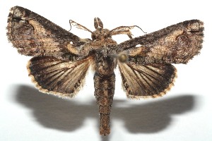  ( - 13-SRNP-101199)  @12 [ ] CreativeCommons - Attribution Non-Commercial Share-Alike (2014) Daniel H. Janzen Guanacaste Dry Forest Conservation Fund