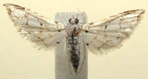  ( - 13-SRNP-101253)  @13 [ ] CreativeCommons - Attribution Non-Commercial Share-Alike (2014) Daniel H. Janzen Guanacaste Dry Forest Conservation Fund