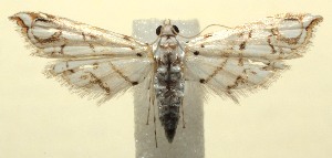  ( - 13-SRNP-101254)  @13 [ ] CreativeCommons - Attribution Non-Commercial Share-Alike (2014) Daniel H. Janzen Guanacaste Dry Forest Conservation Fund