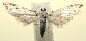  ( - 13-SRNP-101357)  @13 [ ] CreativeCommons - Attribution Non-Commercial Share-Alike (2014) Daniel H. Janzen Guanacaste Dry Forest Conservation Fund