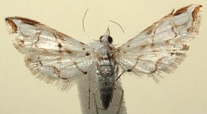  ( - 13-SRNP-101467)  @13 [ ] CreativeCommons - Attribution Non-Commercial Share-Alike (2014) Daniel H. Janzen Guanacaste Dry Forest Conservation Fund