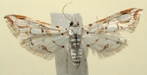  ( - 13-SRNP-101468)  @13 [ ] CreativeCommons - Attribution Non-Commercial Share-Alike (2014) Daniel H. Janzen Guanacaste Dry Forest Conservation Fund