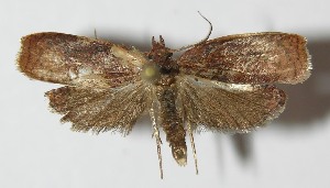  ( - 13-SRNP-2441)  @14 [ ] CreativeCommons - Attribution Non-Commercial Share-Alike (2014) Daniel H. Janzen Guanacaste Dry Forest Conservation Fund