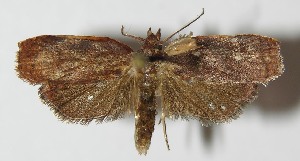  ( - 13-SRNP-2448)  @14 [ ] CreativeCommons - Attribution Non-Commercial Share-Alike (2014) Daniel H. Janzen Guanacaste Dry Forest Conservation Fund