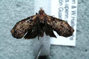  ( - 13-SRNP-67618)  @12 [ ] CreativeCommons - Attribution Non-Commercial Share-Alike (2014) Daniel H. Janzen Guanacaste Dry Forest Conservation Fund