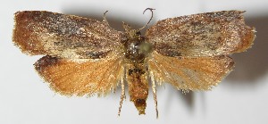  ( - 13-SRNP-69856)  @14 [ ] CreativeCommons - Attribution Non-Commercial Share-Alike (2014) Daniel H. Janzen Guanacaste Dry Forest Conservation Fund