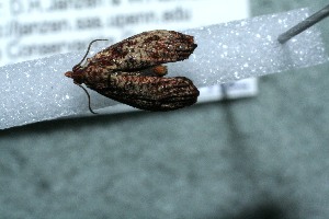  ( - 13-SRNP-75872)  @12 [ ] CreativeCommons - Attribution Non-Commercial Share-Alike (2014) Daniel H. Janzen Guanacaste Dry Forest Conservation Fund