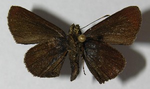  ( - 11-SRNP-33635)  @12 [ ] CreativeCommons - Attribution Non-Commercial Share-Alike (2013) Daniel H. Janzen Guanacaste Dry Forest Conservation Fund