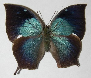  ( - 12-SRNP-55907)  @14 [ ] CreativeCommons - Attribution Non-Commercial Share-Alike (2013) Daniel H. Janzen Guanacaste Dry Forest Conservation Fund