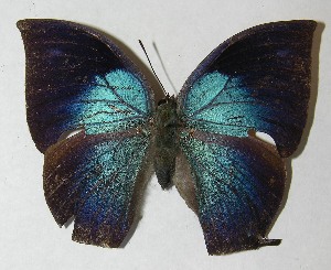  ( - 12-SRNP-55953)  @14 [ ] CreativeCommons - Attribution Non-Commercial Share-Alike (2013) Daniel H. Janzen Guanacaste Dry Forest Conservation Fund