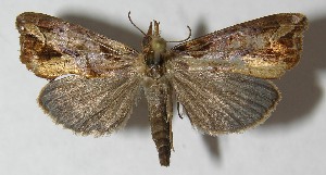  ( - 12-SRNP-68210)  @13 [ ] CreativeCommons - Attribution Non-Commercial Share-Alike (2013) Daniel H. Janzen Guanacaste Dry Forest Conservation Fund