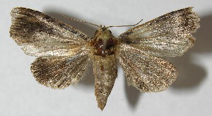  ( - 12-SRNP-71495)  @13 [ ] CreativeCommons - Attribution Non-Commercial Share-Alike (2013) Daniel H. Janzen Guanacaste Dry Forest Conservation Fund