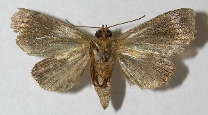  ( - 12-SRNP-71495)  @13 [ ] CreativeCommons - Attribution Non-Commercial Share-Alike (2013) Daniel H. Janzen Guanacaste Dry Forest Conservation Fund