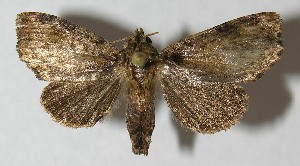  ( - 12-SRNP-71744)  @13 [ ] CreativeCommons - Attribution Non-Commercial Share-Alike (2013) Daniel H. Janzen Guanacaste Dry Forest Conservation Fund