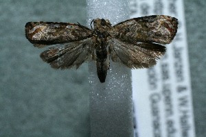  ( - 12-SRNP-77718)  @12 [ ] CreativeCommons - Attribution Non-Commercial Share-Alike (2013) Daniel H. Janzen Guanacaste Dry Forest Conservation Fund