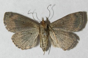  ( - 12-SRNP-81516)  @12 [ ] CreativeCommons - Attribution Non-Commercial Share-Alike (2013) Daniel H. Janzen Guanacaste Dry Forest Conservation Fund