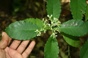  (Psychotria horizontalis - BioBot00056)  @11 [ ] Copyright (2010) Unspecified Unspecified