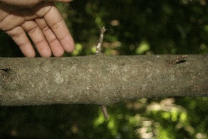  ( - BioBot00078)  @11 [ ] Copyright (2010) Unspecified Unspecified