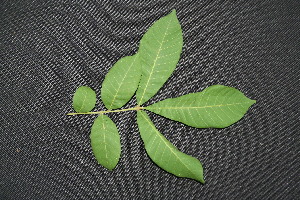  ( - BioBot00091)  @11 [ ] CreativeCommons - Attribution Non-Commercial Share-Alike (2010) Daniel H. Janzen Guanacaste Dry Forest Conservation Fund