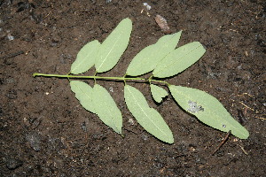  ( - BioBot00145)  @11 [ ] CreativeCommons - Attribution Non-Commercial Share-Alike (2010) Daniel H. Janzen Guanacaste Dry Forest Conservation Fund