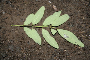  ( - BioBot00145)  @11 [ ] CreativeCommons - Attribution Non-Commercial Share-Alike (2010) Daniel H. Janzen Guanacaste Dry Forest Conservation Fund