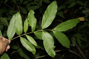  (Banisteriopsis cornifolia - BioBot00150)  @11 [ ] CreativeCommons - Attribution Non-Commercial Share-Alike (2010) Daniel H. Janzen Guanacaste Dry Forest Conservation Fund
