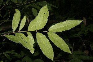  ( - BioBot00150)  @11 [ ] Copyright (2010) Unspecified Unspecified