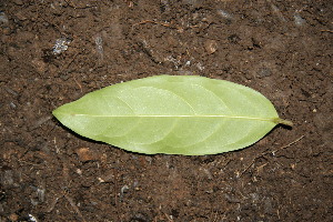  ( - BioBot00150)  @11 [ ] CreativeCommons - Attribution Non-Commercial Share-Alike (2010) Daniel H. Janzen Guanacaste Dry Forest Conservation Fund