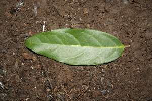  ( - BioBot00150)  @11 [ ] Copyright (2010) Unspecified Unspecified
