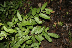  ( - BioBot00151)  @11 [ ] Copyright (2010) Unspecified Unspecified