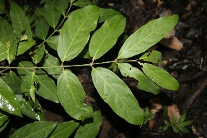  ( - BioBot00151)  @11 [ ] Copyright (2010) Unspecified Unspecified