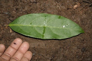  ( - BioBot00151)  @11 [ ] Copyright (2010) Unspecified Unspecified