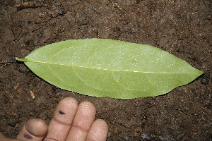  ( - BioBot00151)  @11 [ ] Copyright (2010) Unspecified Unspecified