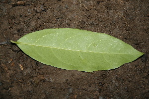  ( - BioBot00151)  @11 [ ] Copyright (2010) Unspecified Unspecified
