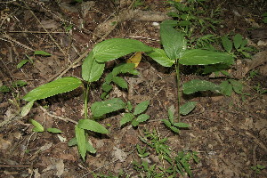  ( - BioBot00164)  @11 [ ] Copyright (2010) Unspecified Unspecified