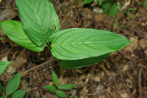  ( - BioBot00164)  @11 [ ] Copyright (2010) Unspecified Unspecified