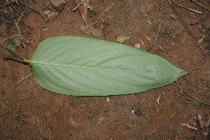  (Maranta arundinacea - BioBot00164)  @11 [ ] Copyright (2010) Unspecified Unspecified