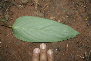  ( - BioBot00164)  @11 [ ] Copyright (2010) Unspecified Unspecified