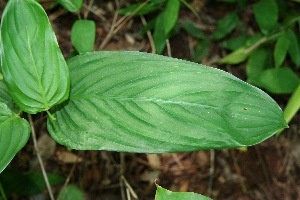  ( - BioBot00165)  @11 [ ] Copyright (2010) Unspecified Unspecified