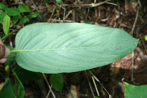  ( - BioBot00165)  @11 [ ] Copyright (2010) Unspecified Unspecified