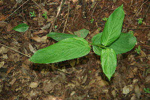  ( - BioBot00166)  @11 [ ] Copyright (2010) Unspecified Unspecified
